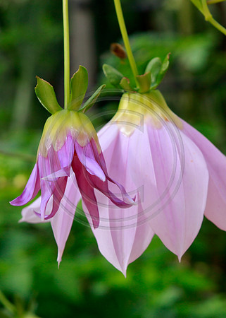 Violet Bell Flowers