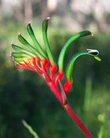 Close up of a red and green Kangaroo Paw flower