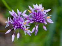 Purple Tassel Plant