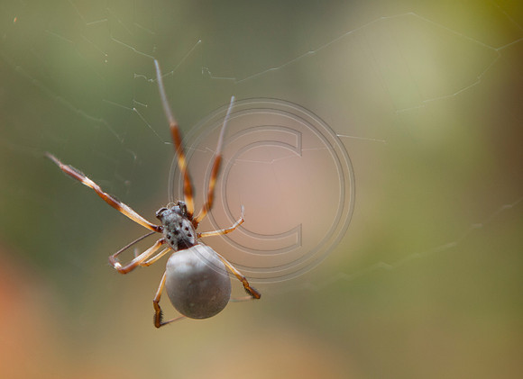 Golden Orb Spider