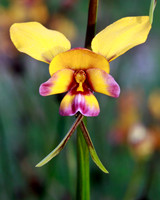 West Australian Donkey Orchid