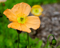 Close up of an orange poppy flower