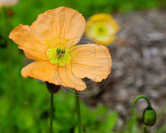 Close up of an orange poppy flower