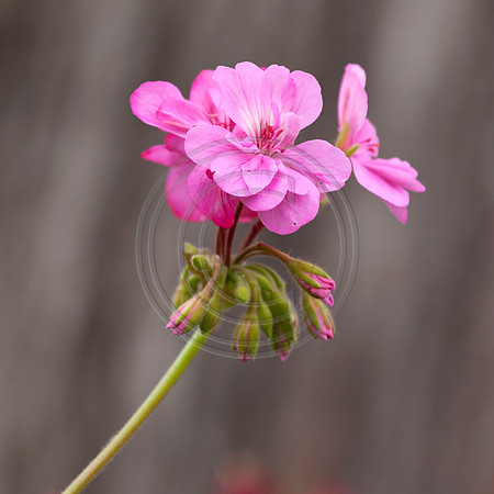 Pink Geranium Flower