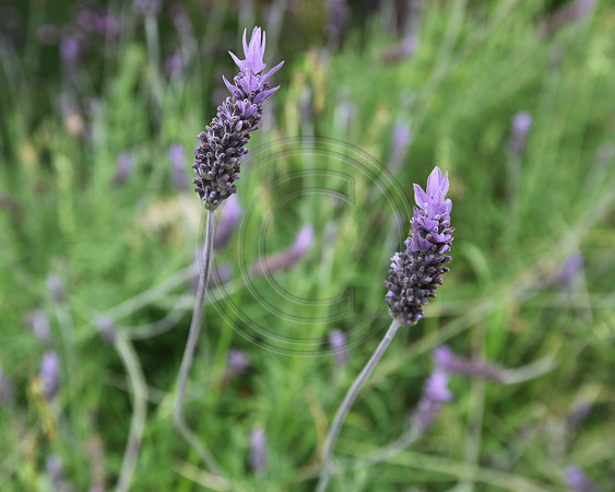 Purple Lavender Flowers