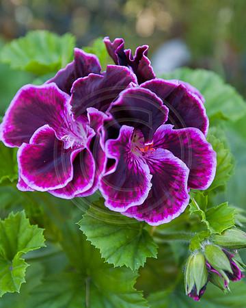 Purple Geranium Flower