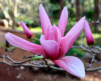 Close up of a violet magnolia flower