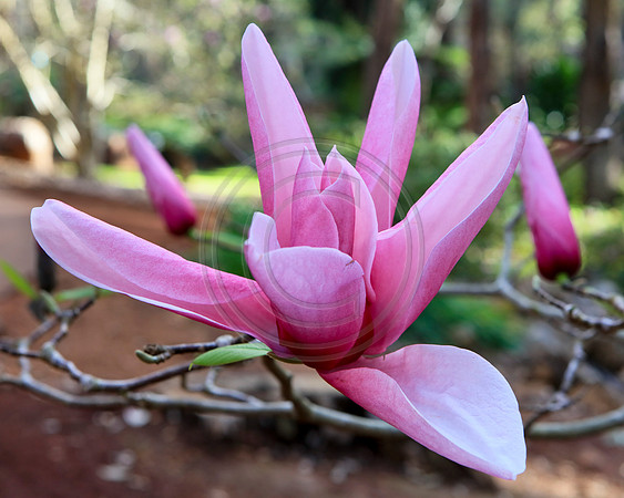 Close up of a violet magnolia flower