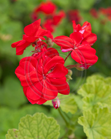 Vibrant Red Geranium Flower