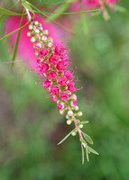 Pink Bottlebrush flower