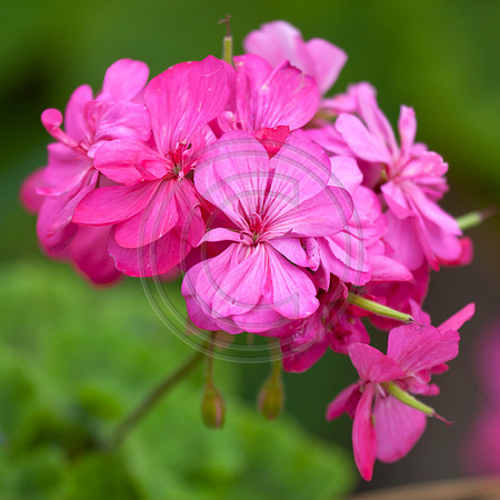 Pink Geranium Flower