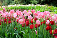 Araluen Tulip Festival, 2016