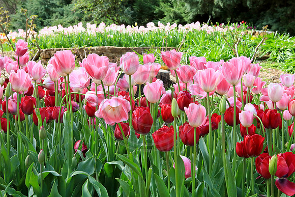 Araluen Tulip Festival, 2016