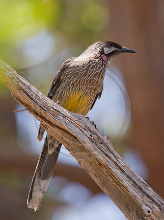 Wattlebird