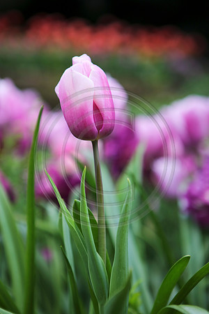 Tulips at Araluen Botanic Park, Roleystone, Western Australia