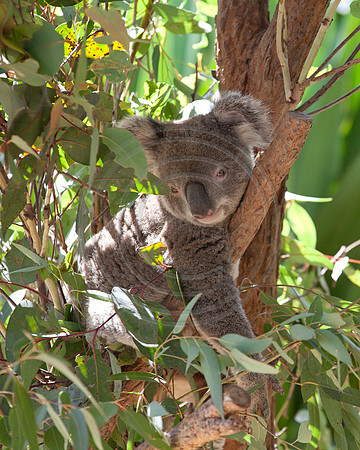Sleepy Koala in a Tree