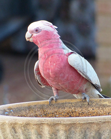 Pink and Grey Galah