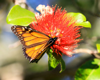 New Zealand Wanderer Butterfly