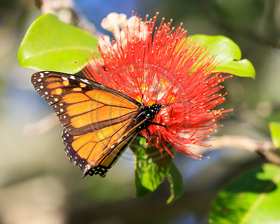 New Zealand Wanderer Butterfly