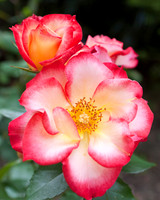Close up of variegated red and white roses