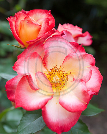 Close up of variegated red and white roses