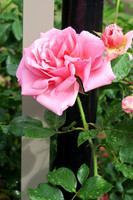 Pink Rose Bloom with rain droplets