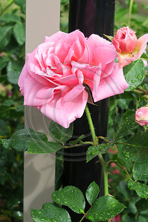 Pink Rose Bloom with rain droplets