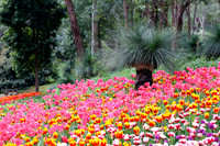 Araluen Botanic Gardens, Roleystone, Western Australia