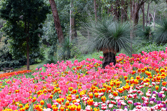 Araluen Botanic Gardens, Roleystone, Western Australia