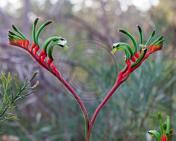 Red and green Kangaroo Paws