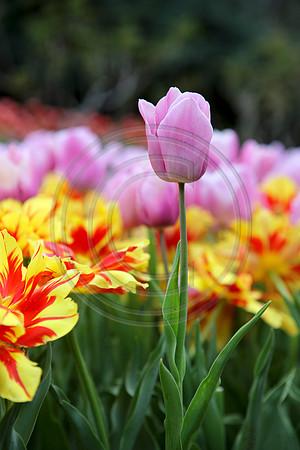 Tulips at Araluen Botanic Park, Roleystone, Western Australia