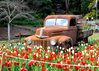 Araluen Tulip Festival, 2016
