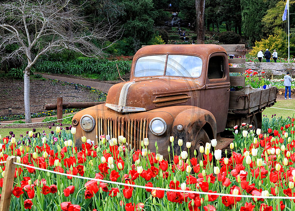 Araluen Tulip Festival, 2016