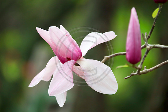 Close up of a pale pink magnolia flower