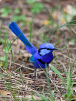 Blue Fairy Wren