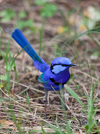 Blue Fairy Wren
