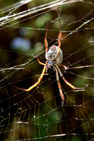 Golden Orb Spider