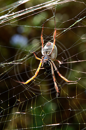 Golden Orb Spider