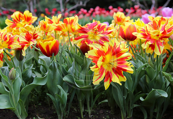 Tulips at Araluen Botanic Park, Roleystone, Western Australia