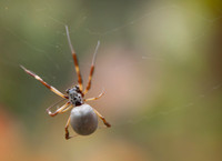 Golden Orb Spider