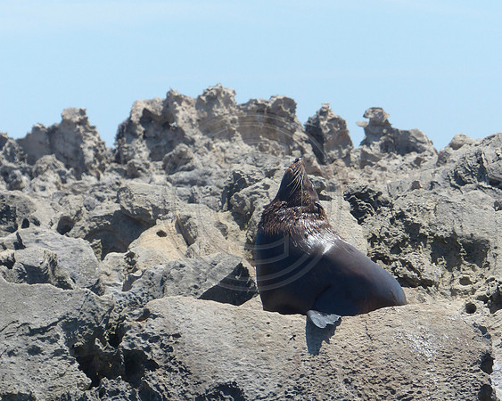 New Zealand Fur Seal at Rottnest Island, Western Australia