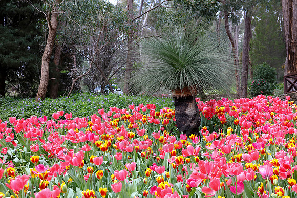 Tulips at Araluen Botanic Park, Roleystone, Western Australia
