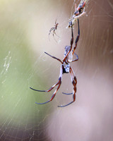 Golden Orb Spiders on their web