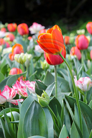 Tulips at Araluen Botanic Park, Roleystone, Western Australia