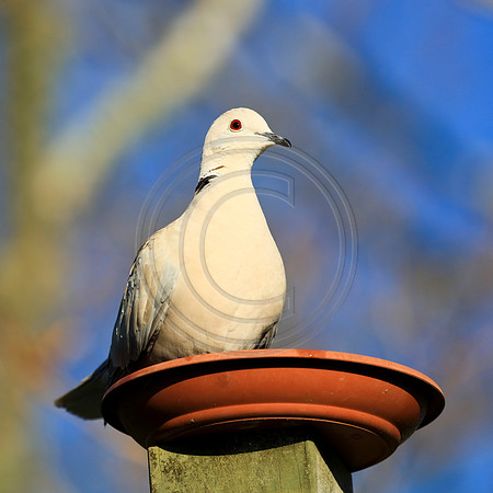 Beige coloured dove sitting on a terracotta coloured saucer
