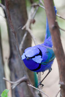 Blue Fairy Wren