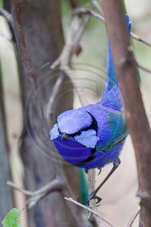 Blue Fairy Wren