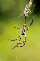 Golden Orb Spiders on their web