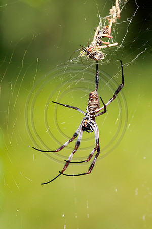 Golden Orb Spiders on their web