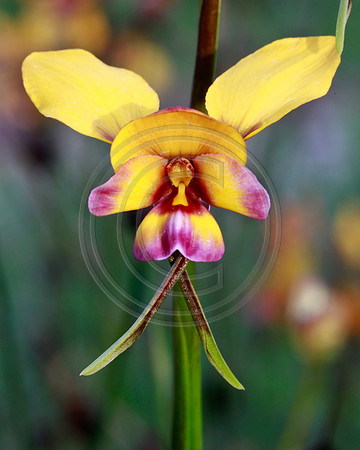 West Australian Donkey Orchid